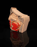 Nose & Sinus educational model - Myth & Motion by The Braysdown Workshop