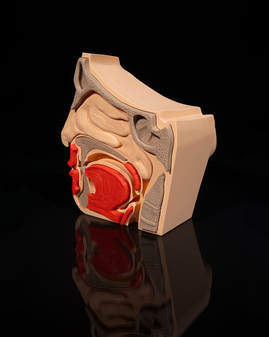 Nose & Sinus educational model