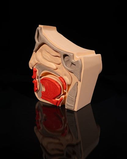 Nose & Sinus educational model