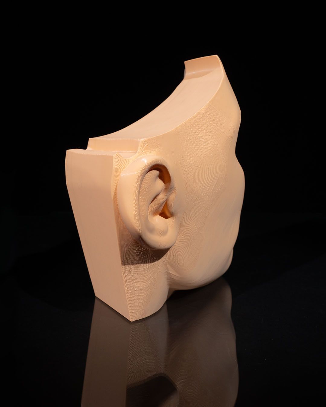 Nose & Sinus educational model