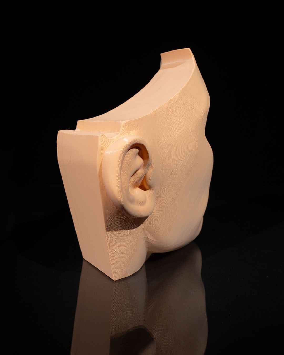 Nose & Sinus educational model - Myth & Motion by The Braysdown Workshop