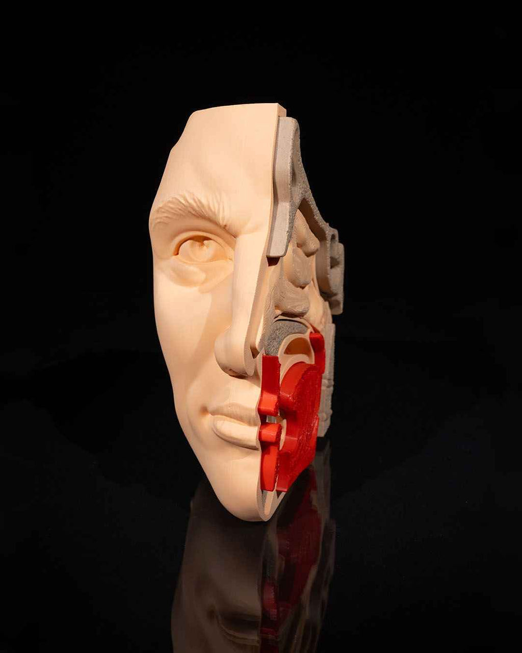 Nose & Sinus educational model - Myth & Motion by The Braysdown Workshop