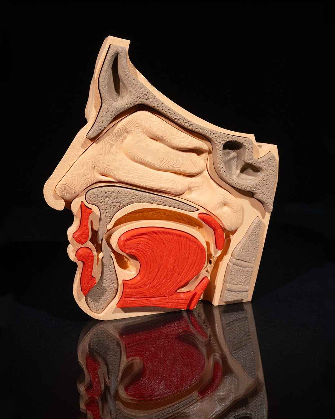 Nose & Sinus educational model - Myth & Motion by The Braysdown Workshop
