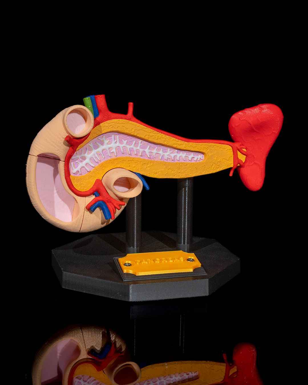 Pancreas educational model - Myth & Motion by The Braysdown Workshop
