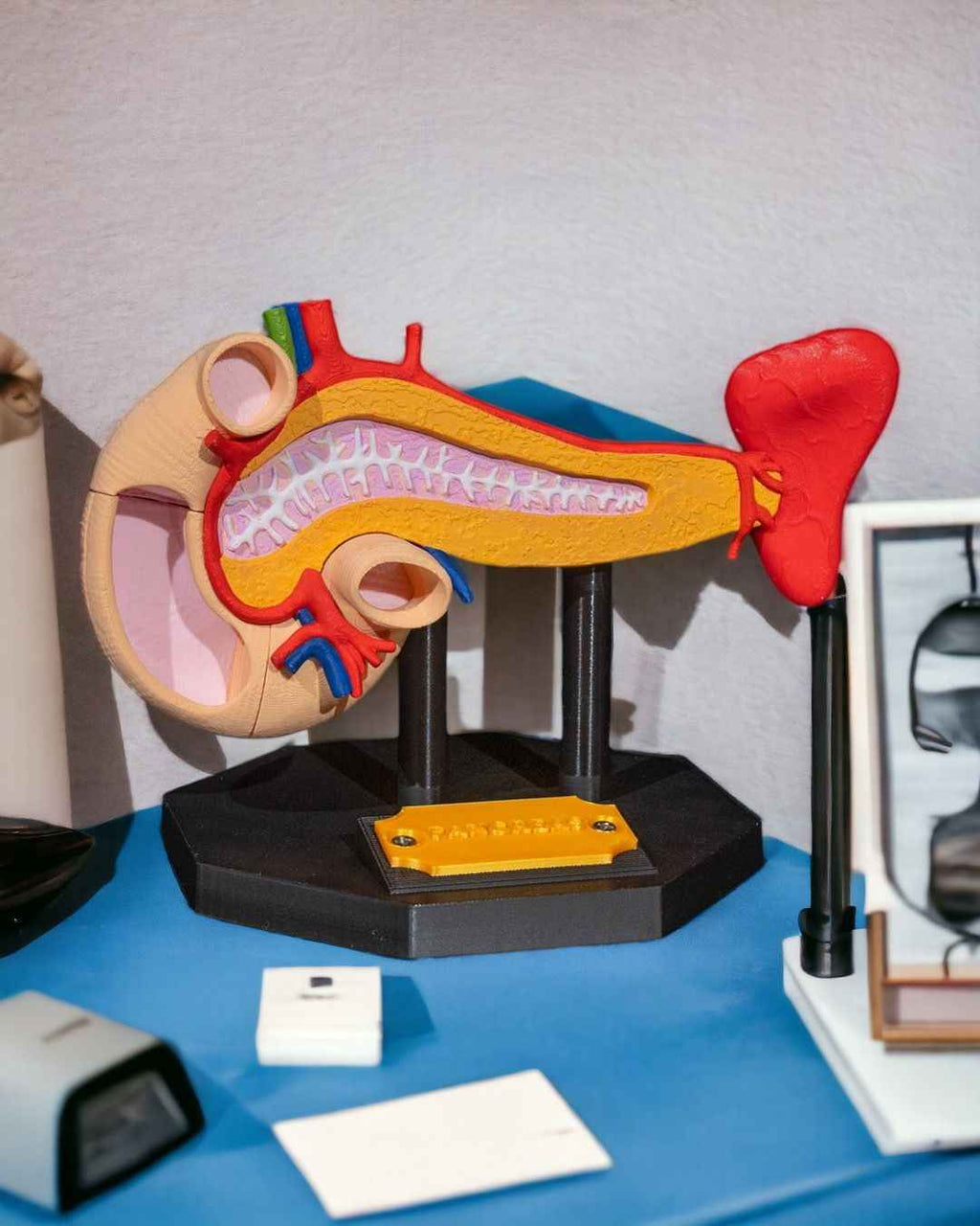 Pancreas educational model - Myth & Motion by The Braysdown Workshop