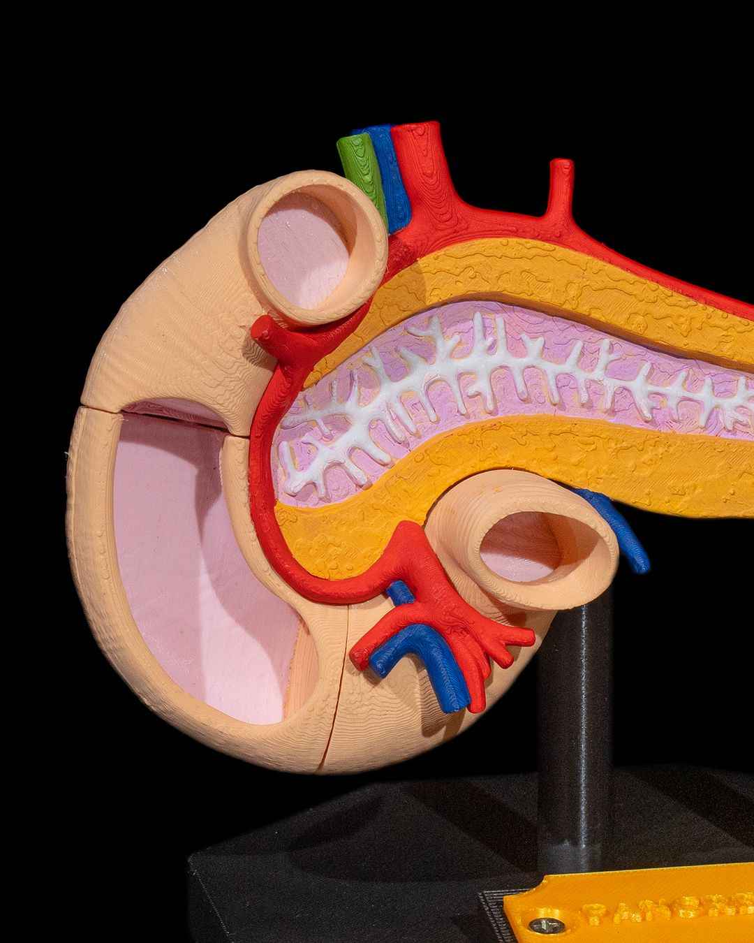 Pancreas educational model - Myth & Motion by The Braysdown Workshop