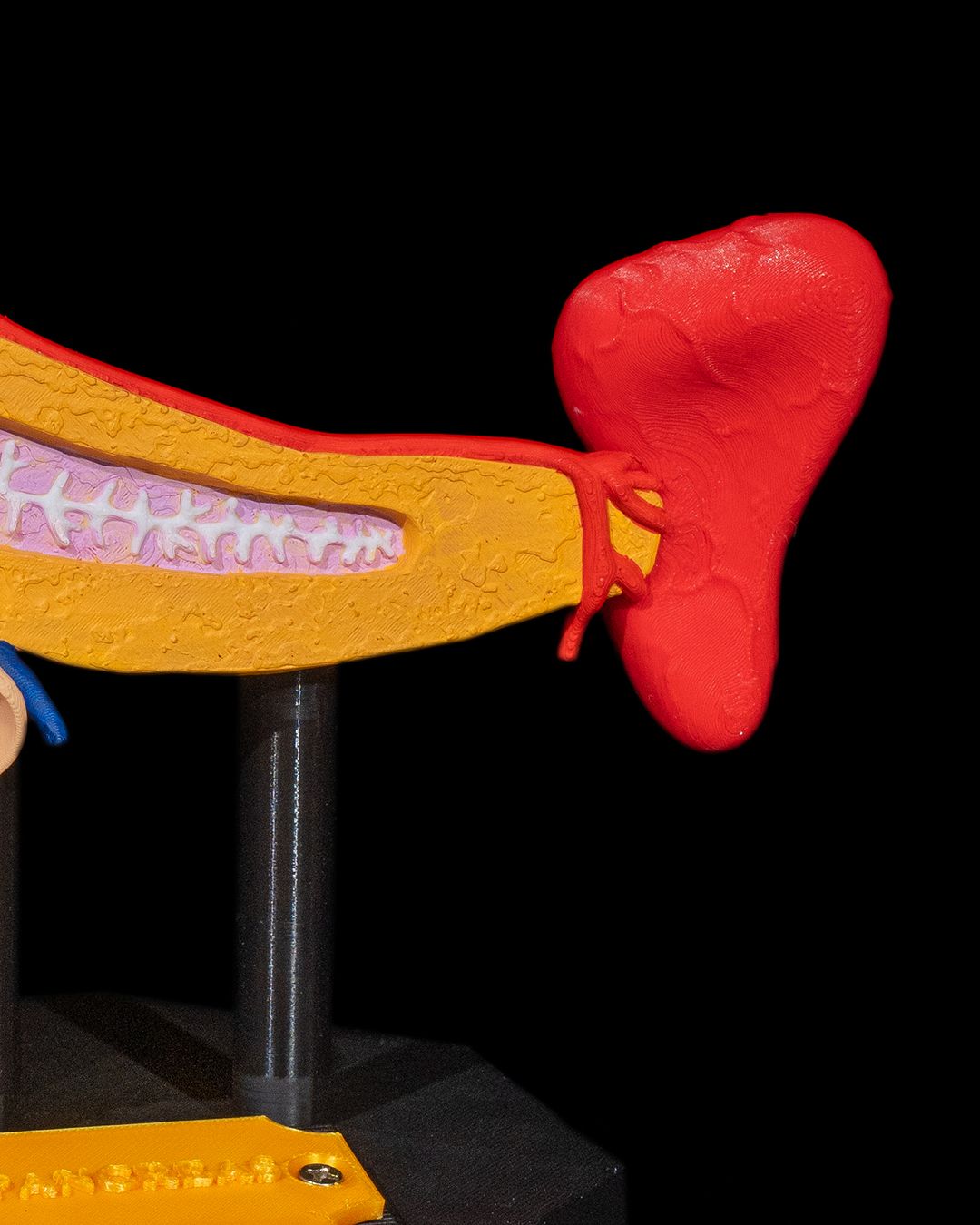 Pancreas educational model