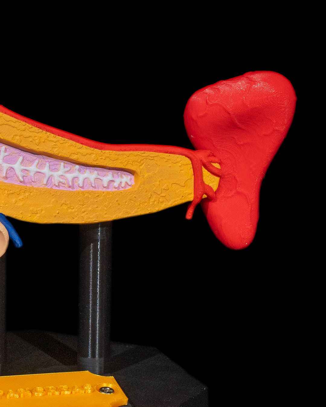 Pancreas educational model - Myth & Motion by The Braysdown Workshop