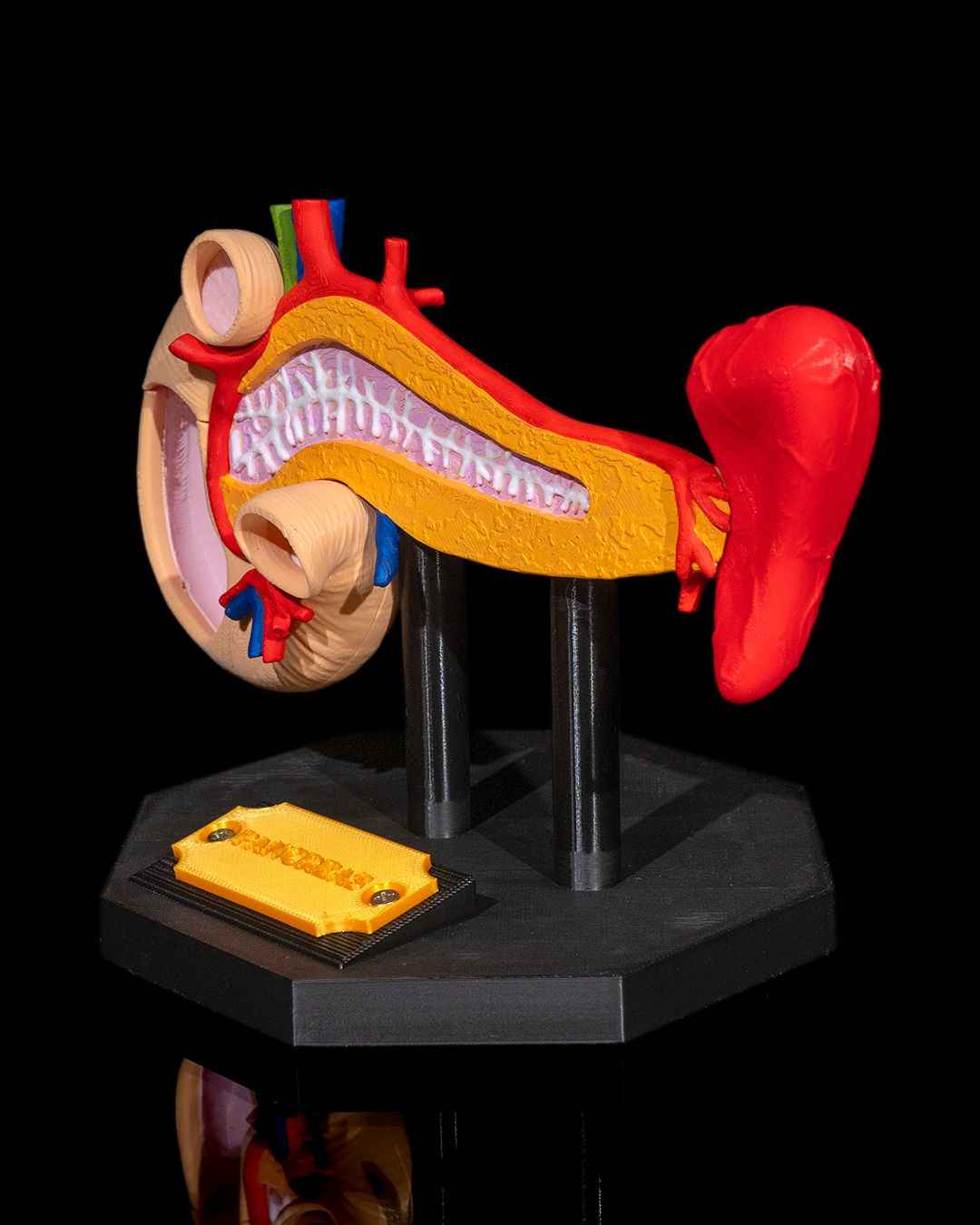Pancreas educational model - Myth & Motion by The Braysdown Workshop