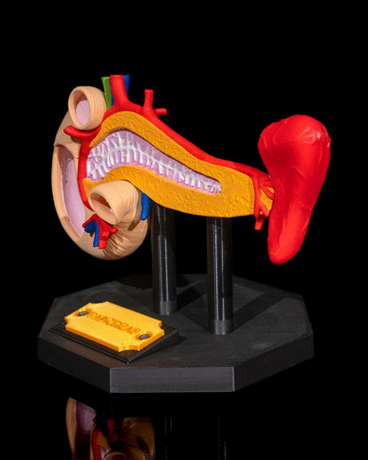 Pancreas educational model