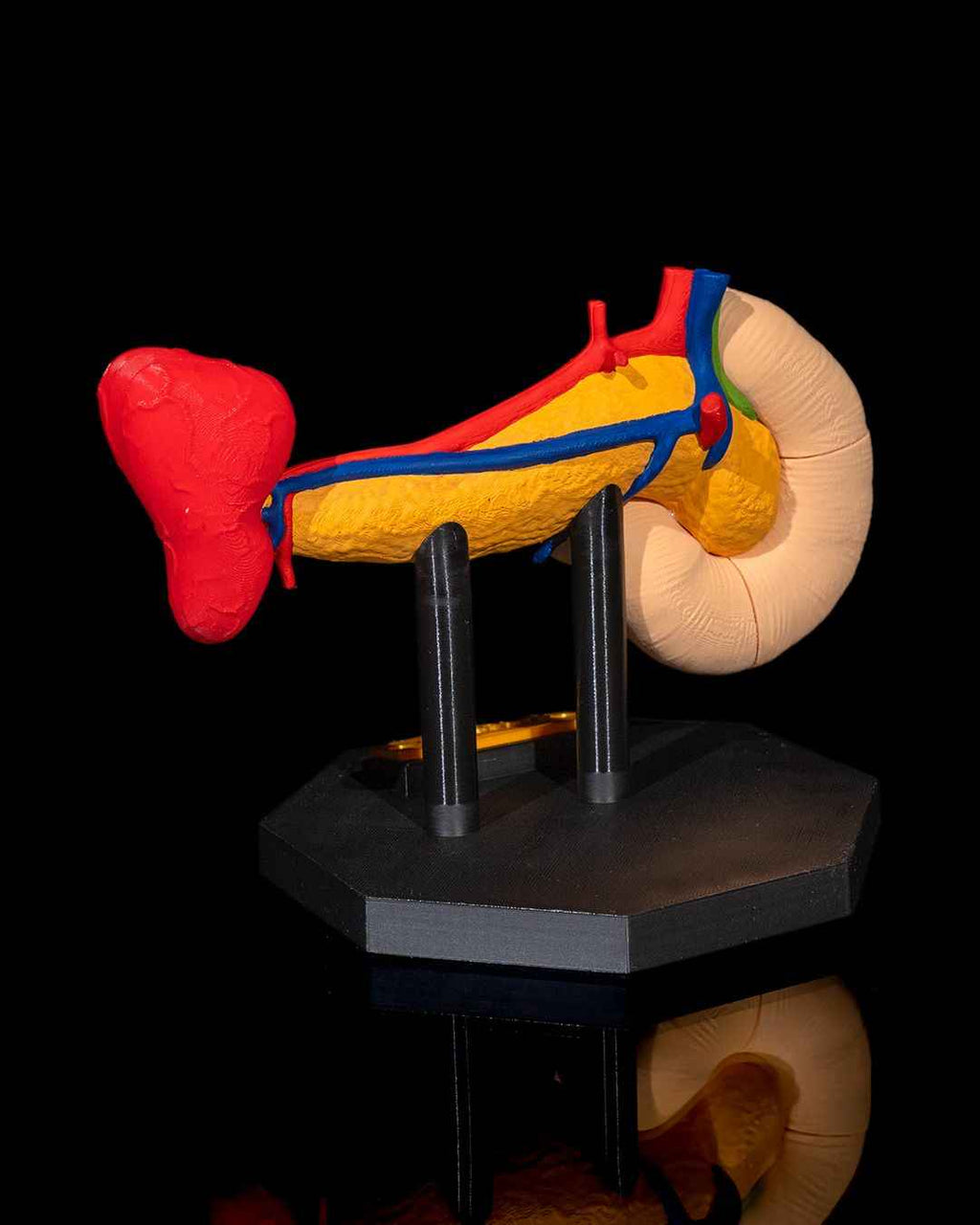 Pancreas educational model - Myth & Motion by The Braysdown Workshop