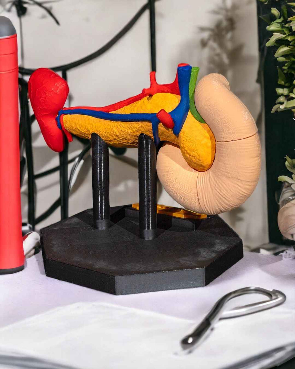 Pancreas educational model - Myth & Motion by The Braysdown Workshop