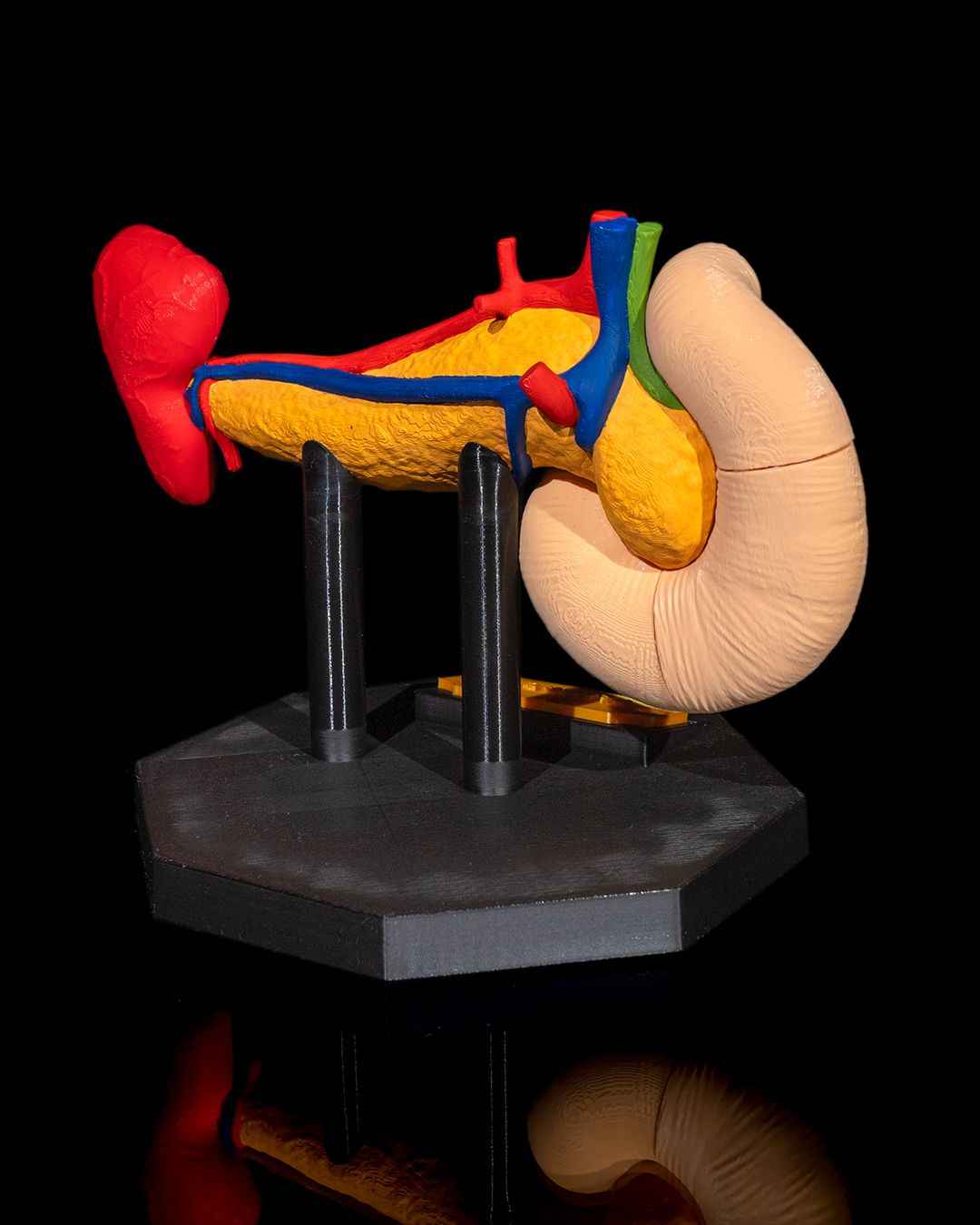 Pancreas educational model - Myth & Motion by The Braysdown Workshop