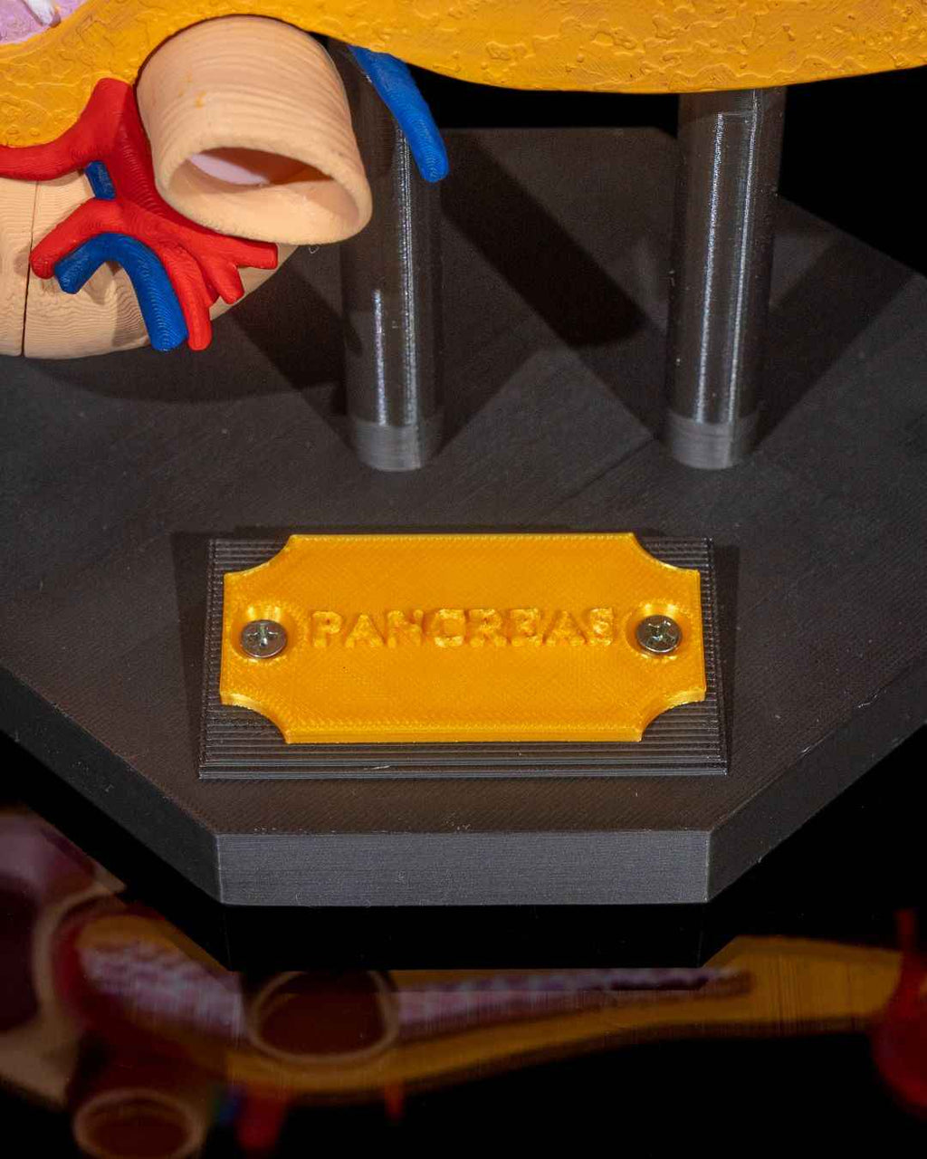 Pancreas educational model - Myth & Motion by The Braysdown Workshop