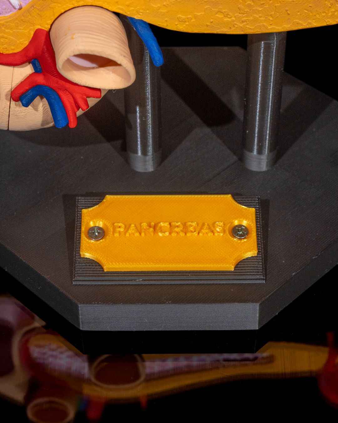 Pancreas educational model - Myth & Motion by The Braysdown Workshop