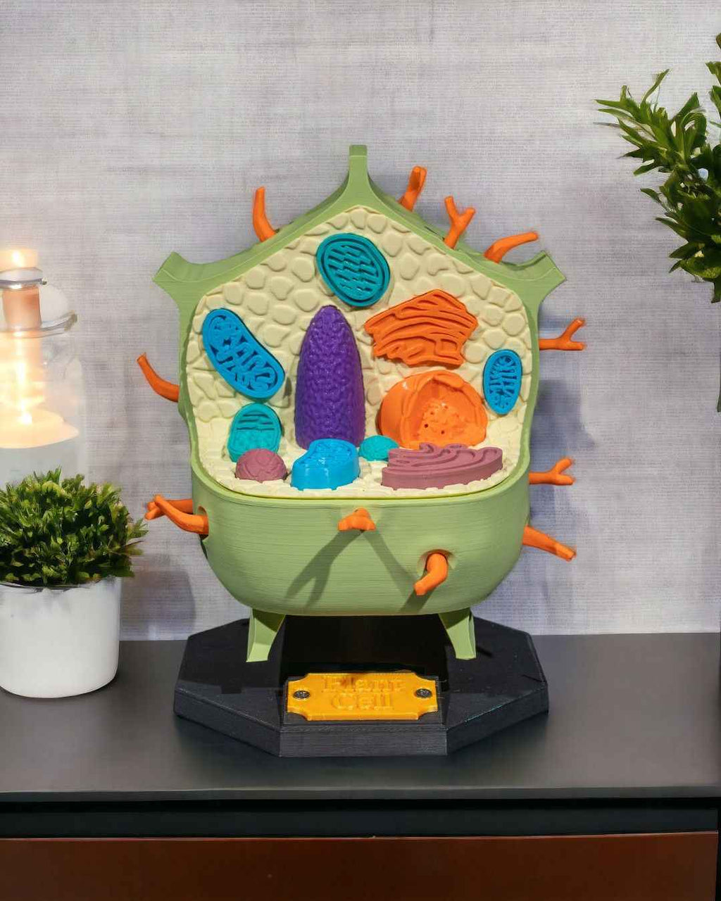 Plant Cell educational model - Myth & Motion by The Braysdown Workshop