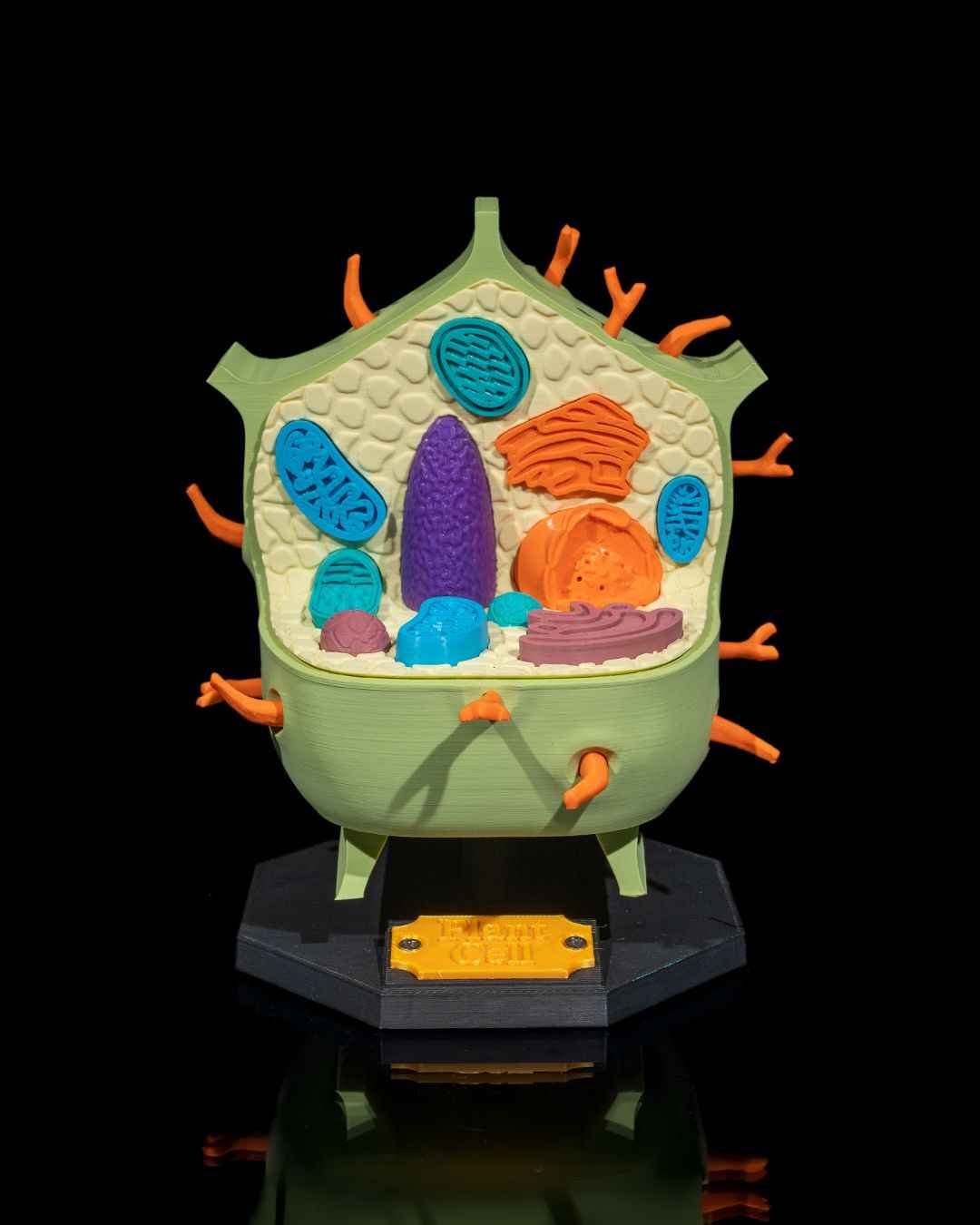 Plant Cell educational model - Myth & Motion by The Braysdown Workshop