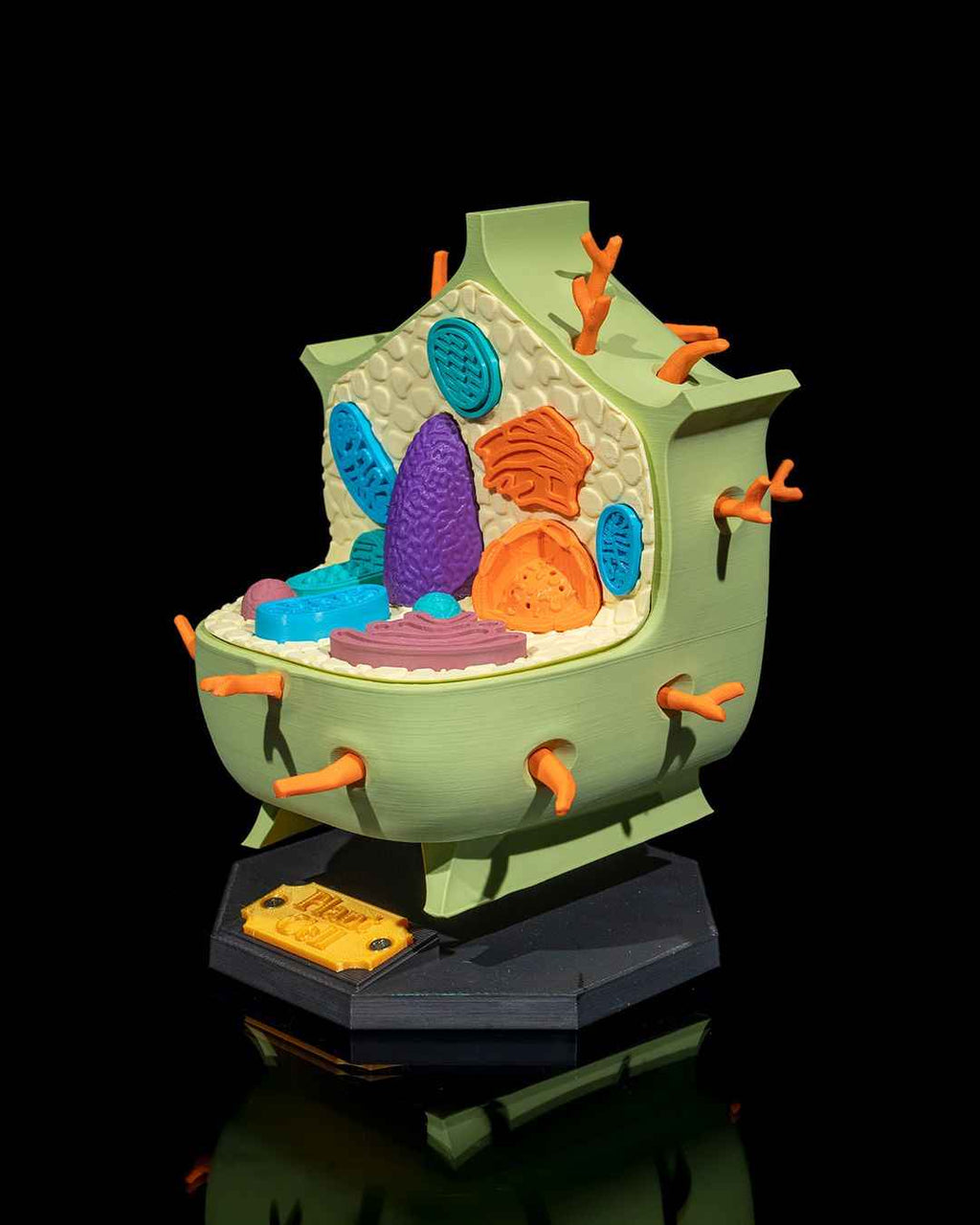 Plant Cell educational model - Myth & Motion by The Braysdown Workshop