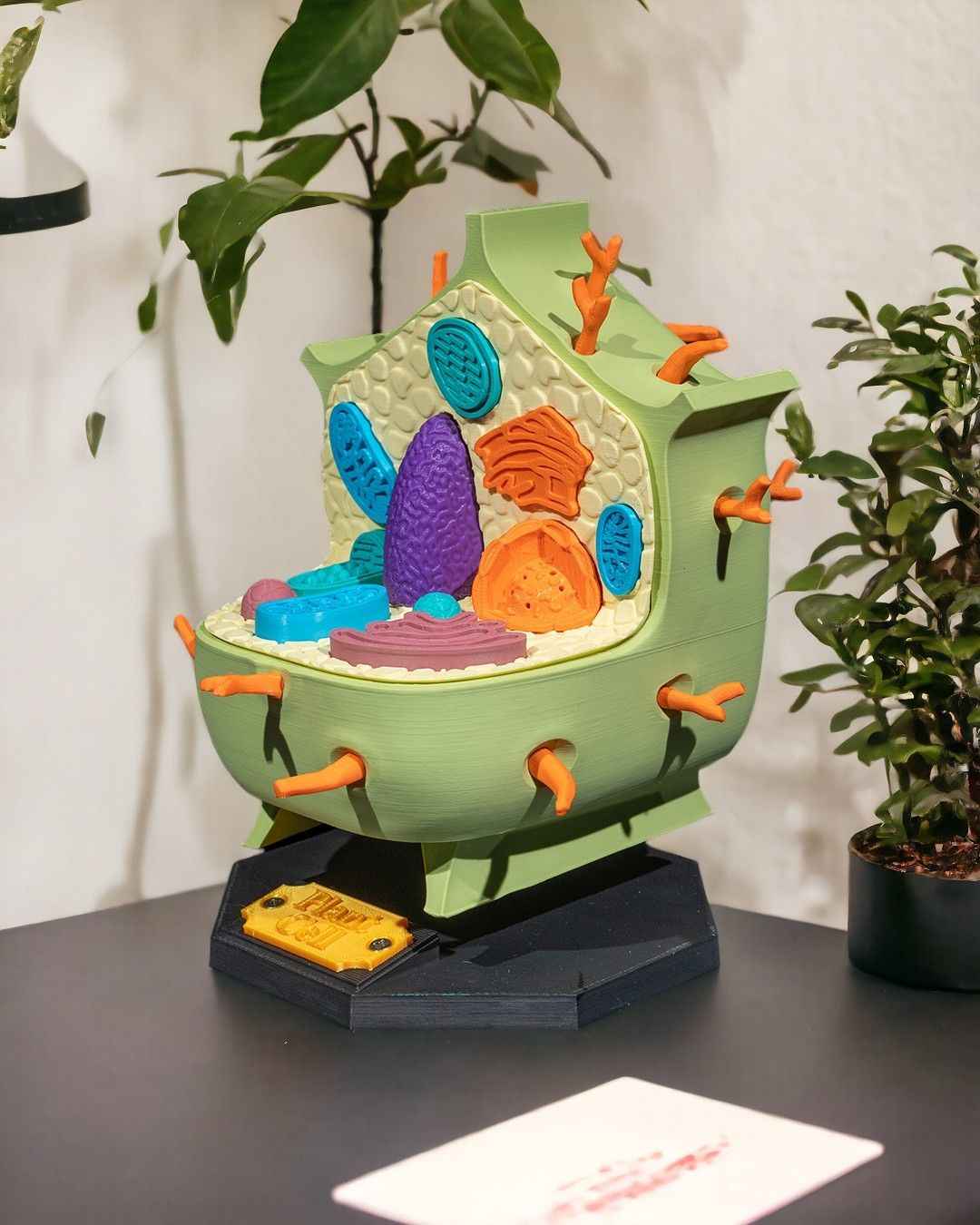 Plant Cell educational model - Myth & Motion by The Braysdown Workshop