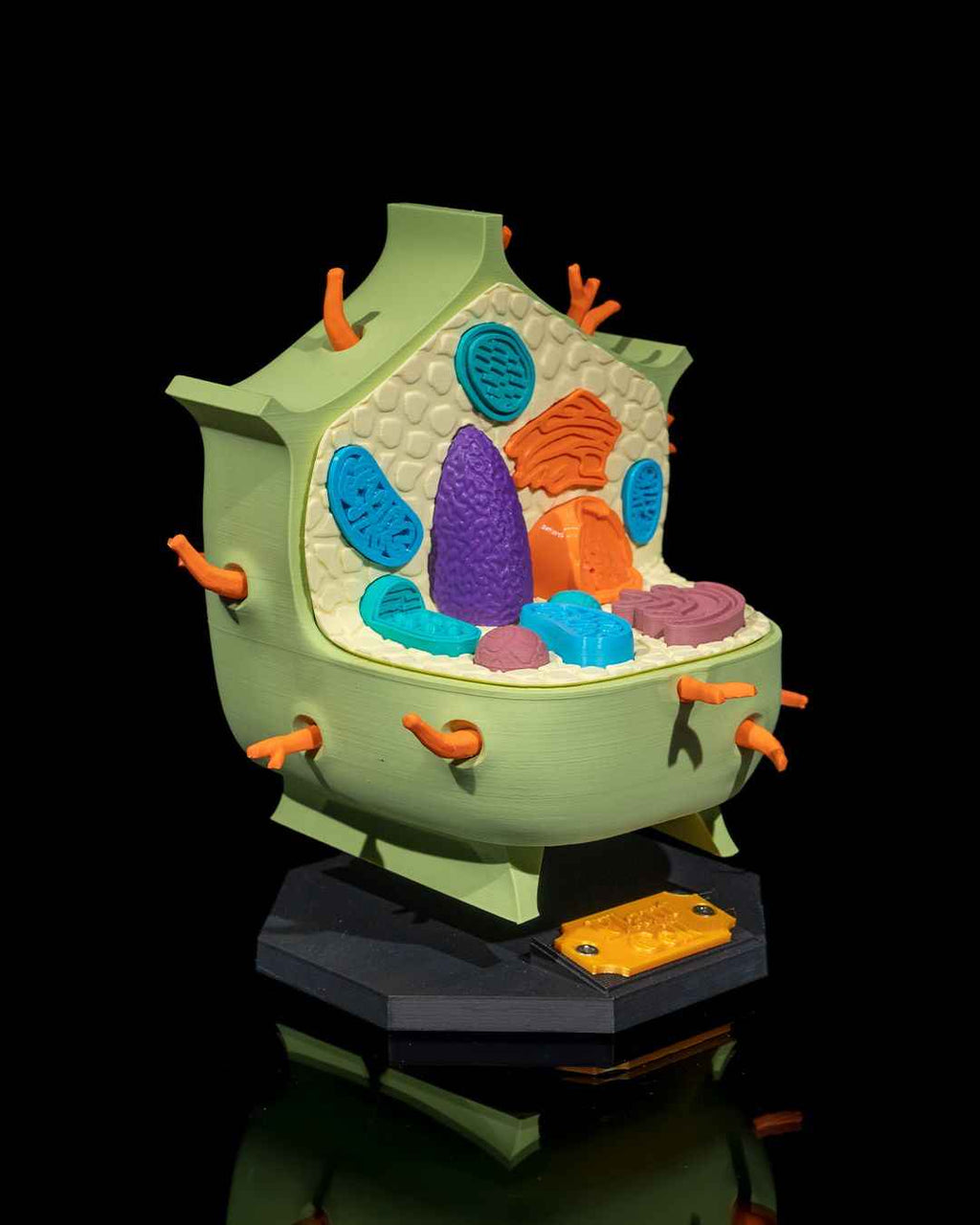 Plant Cell educational model - Myth & Motion by The Braysdown Workshop