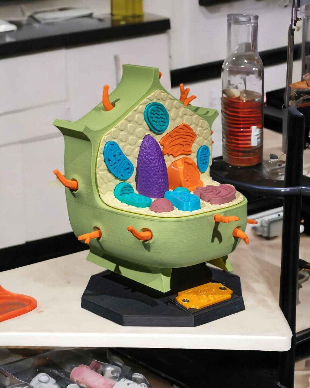 Plant Cell educational model - Myth & Motion by The Braysdown Workshop