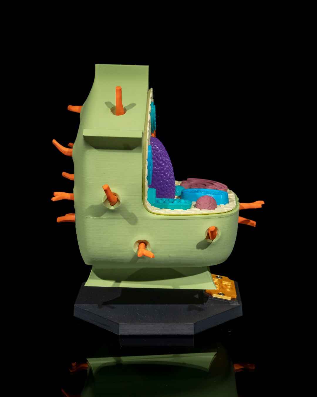 Plant Cell educational model - Myth & Motion by The Braysdown Workshop