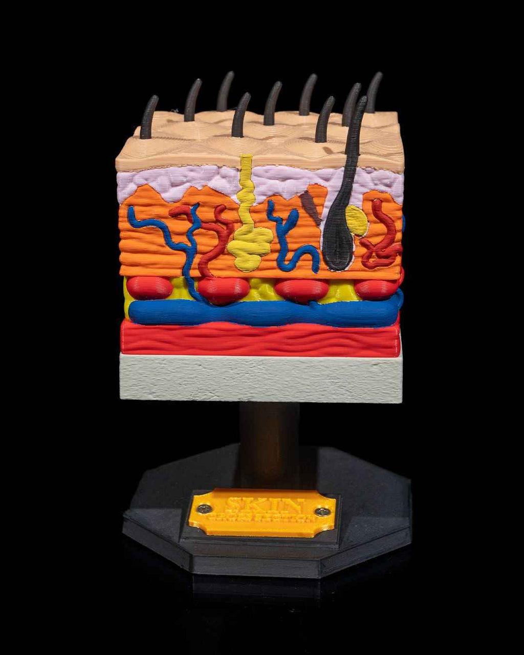 Skin Cross Section educational model - Myth & Motion by The Braysdown Workshop