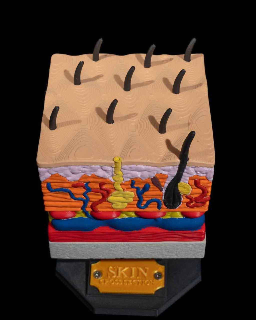 Skin Cross Section educational model - Myth & Motion by The Braysdown Workshop
