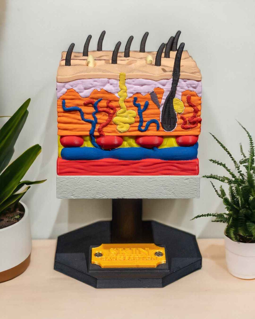Skin Cross Section educational model - Myth & Motion by The Braysdown Workshop