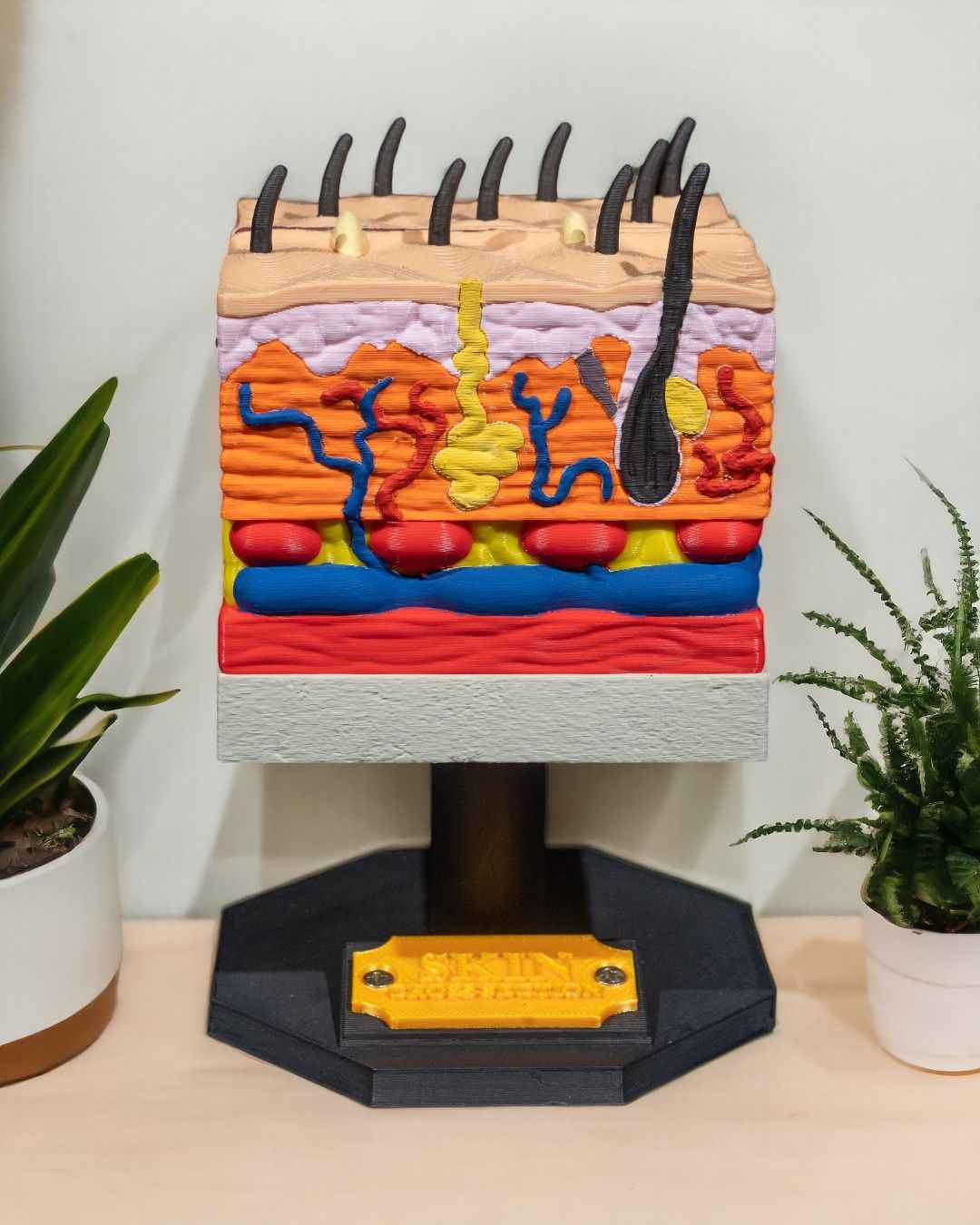 Skin Cross Section educational model - Myth & Motion by The Braysdown Workshop