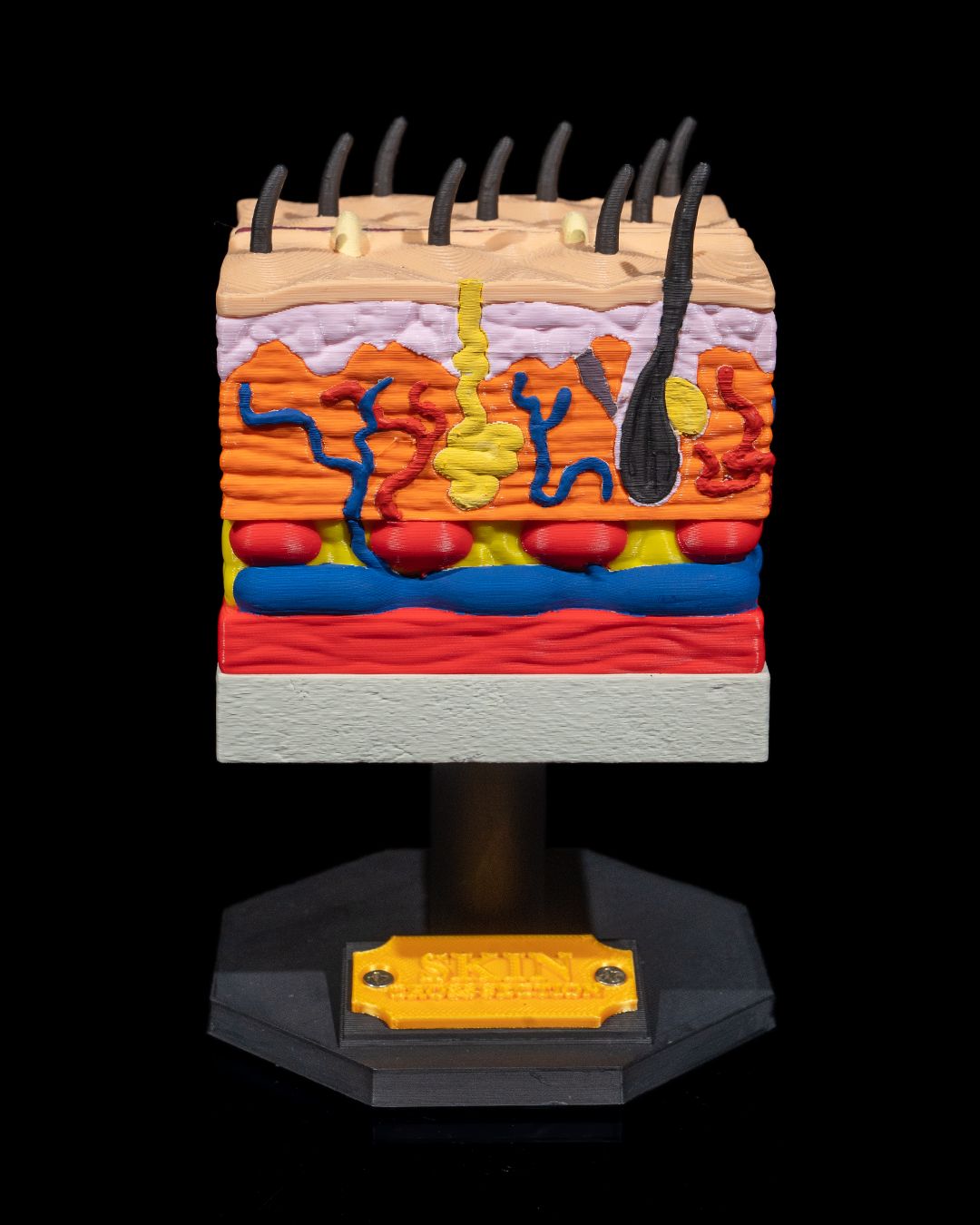 Skin Cross Section educational model