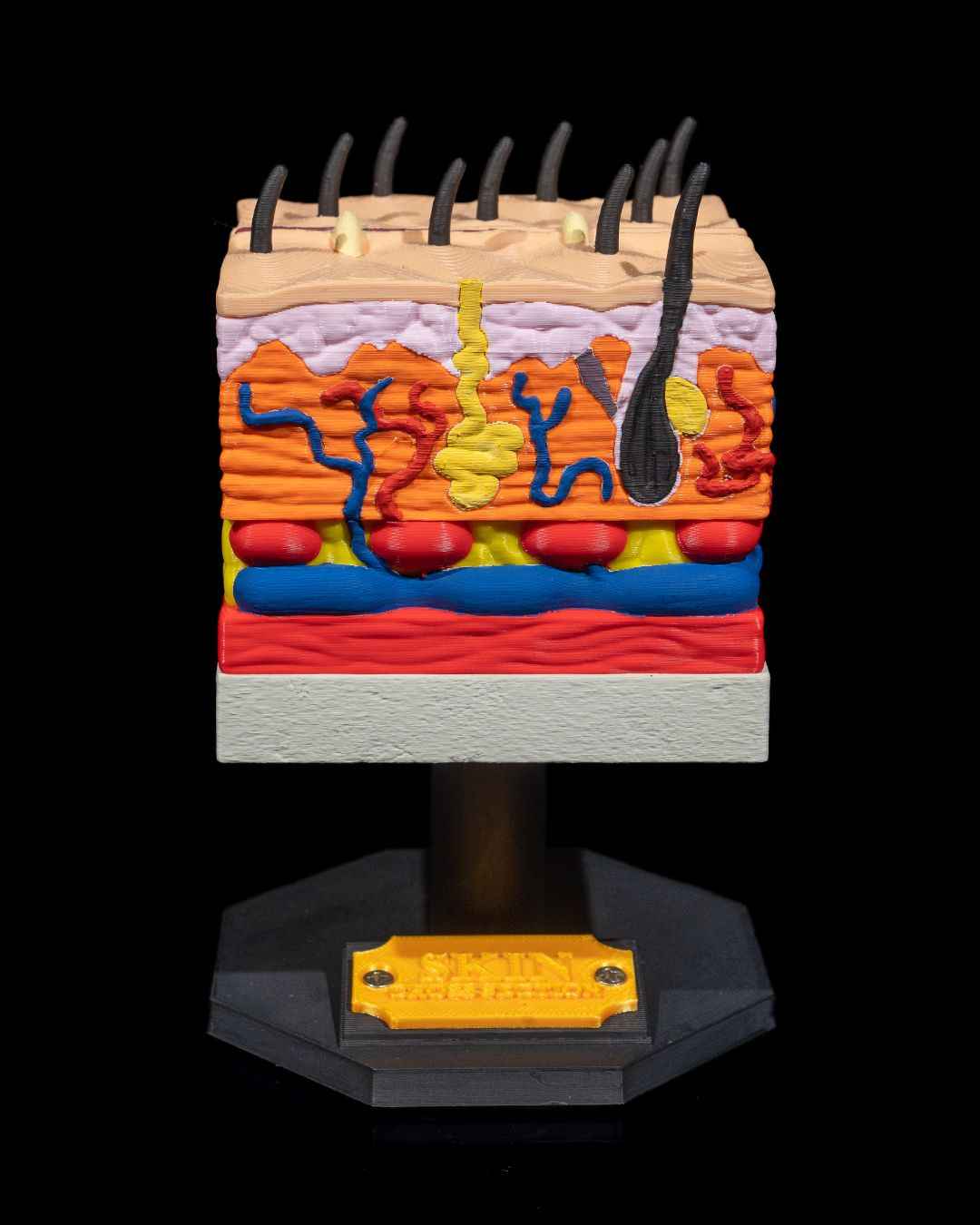 Skin Cross Section educational model - Myth & Motion by The Braysdown Workshop