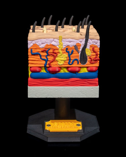 Skin Cross Section educational model