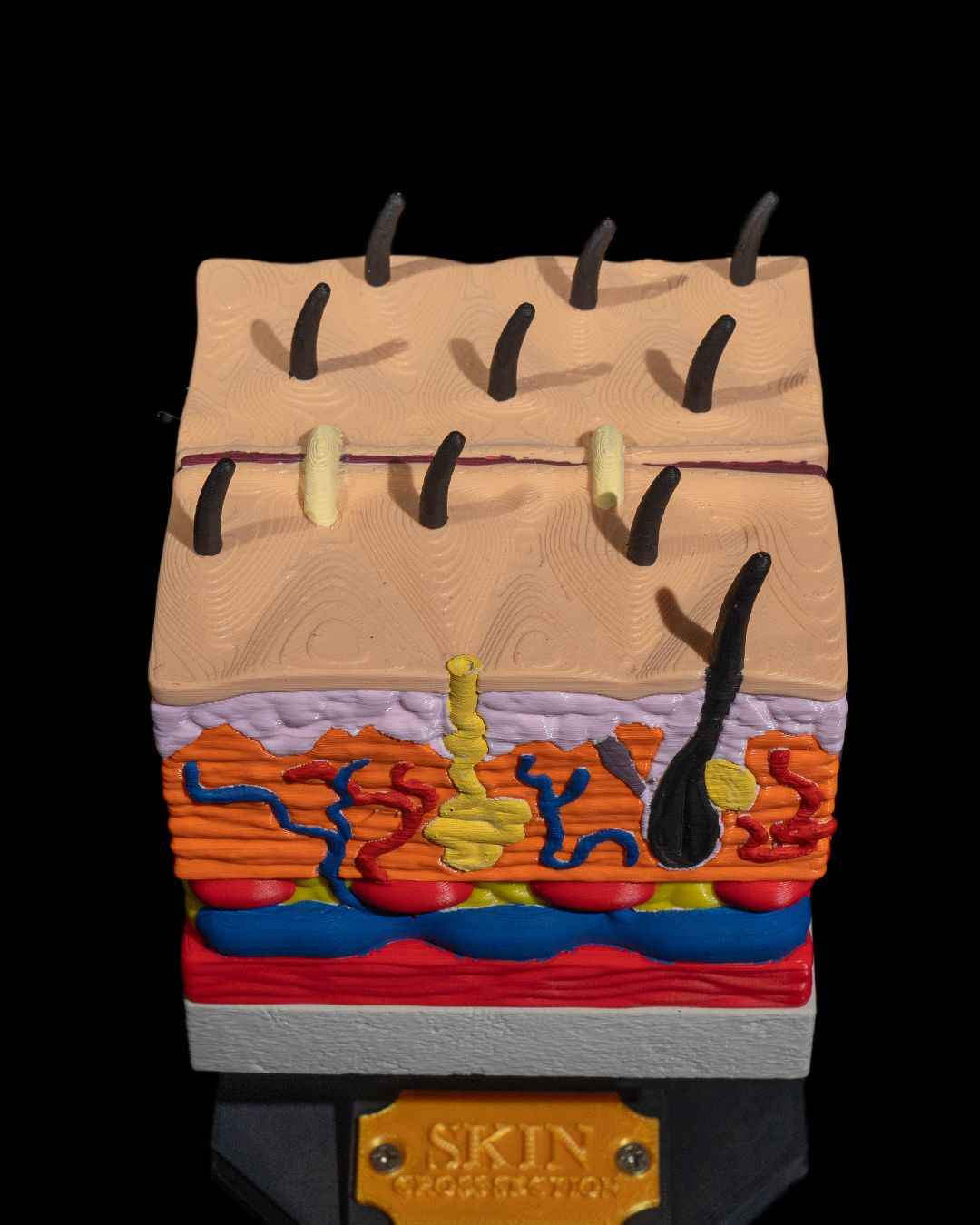 Skin Cross Section educational model - Myth & Motion by The Braysdown Workshop