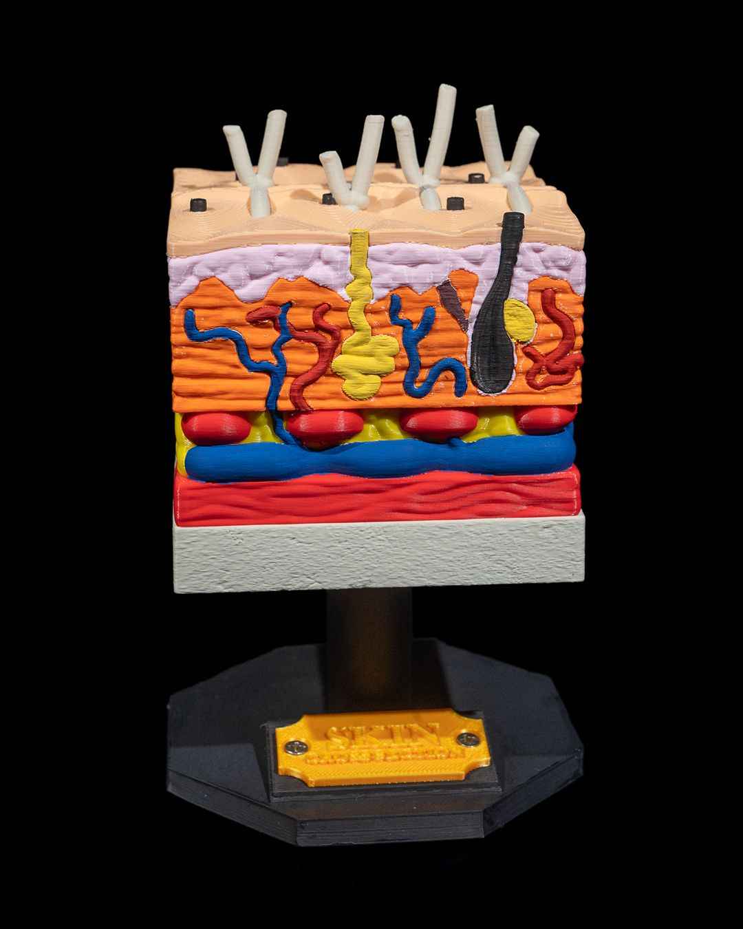 Skin Cross Section educational model - Myth & Motion by The Braysdown Workshop
