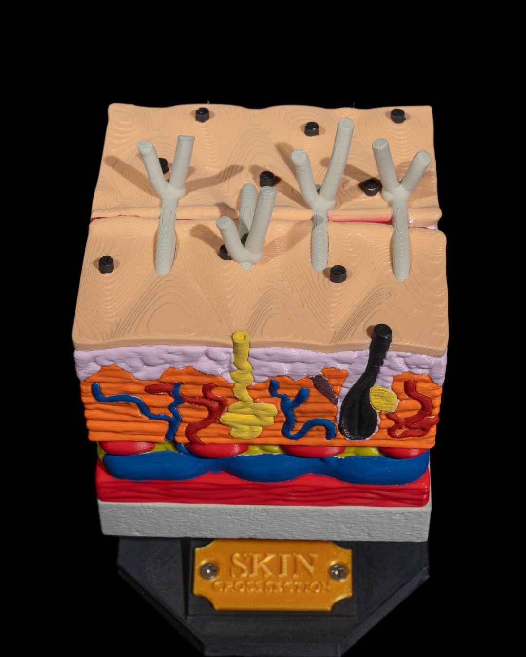 Skin Cross Section educational model - Myth & Motion by The Braysdown Workshop