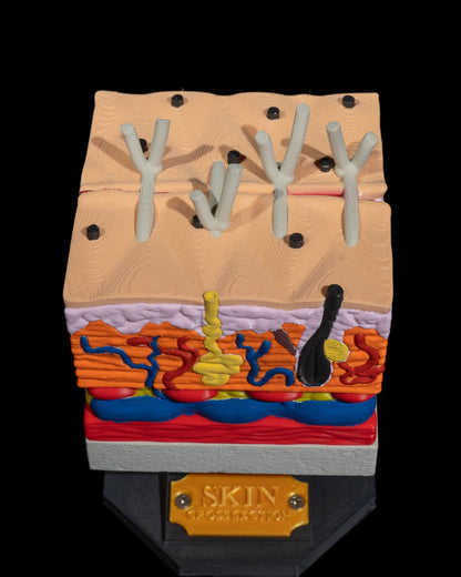 Skin Cross Section educational model