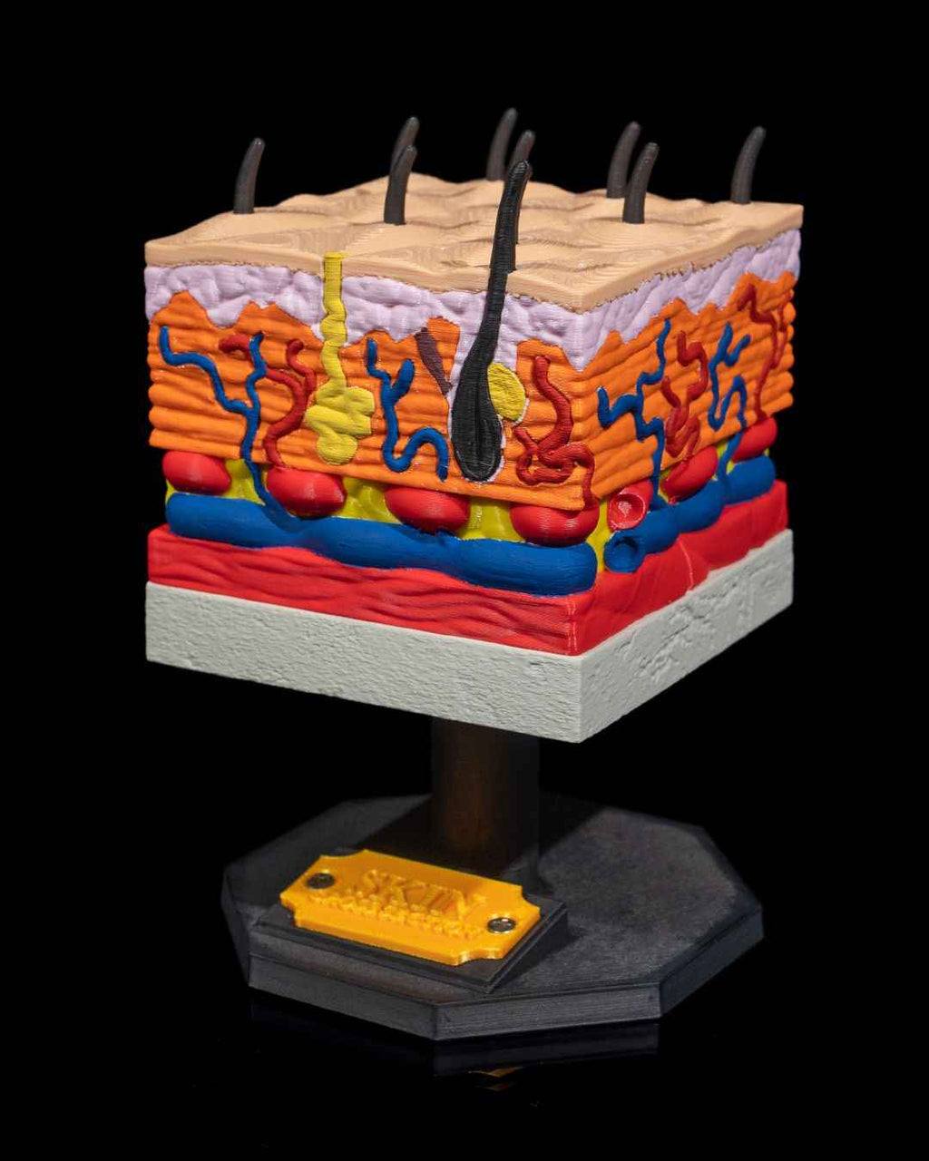 Skin Cross Section educational model - Myth & Motion by The Braysdown Workshop