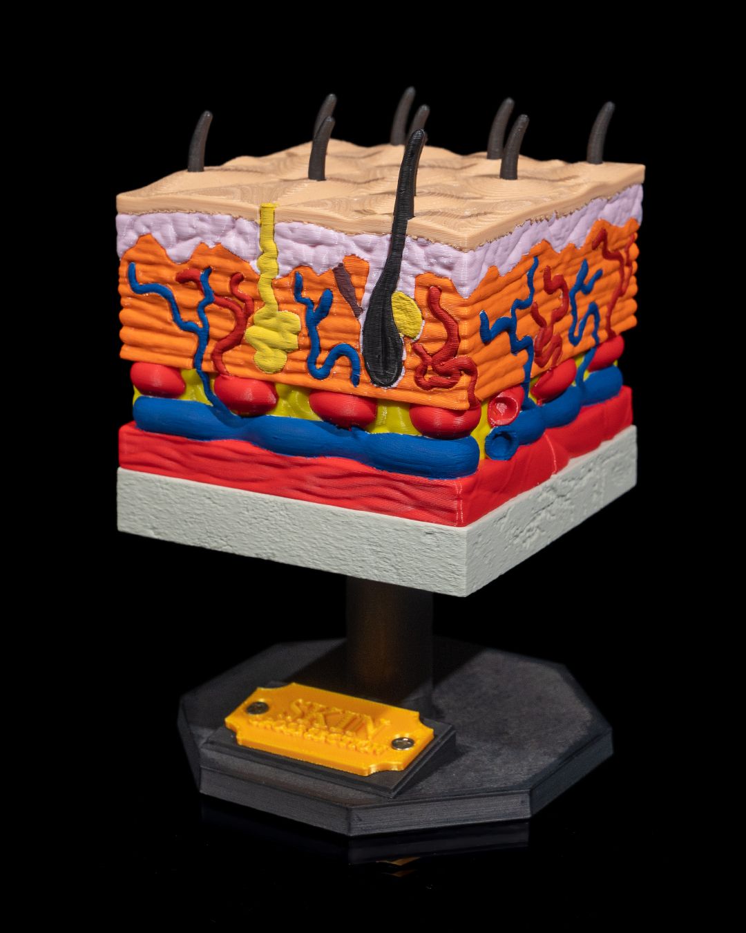 Skin Cross Section educational model