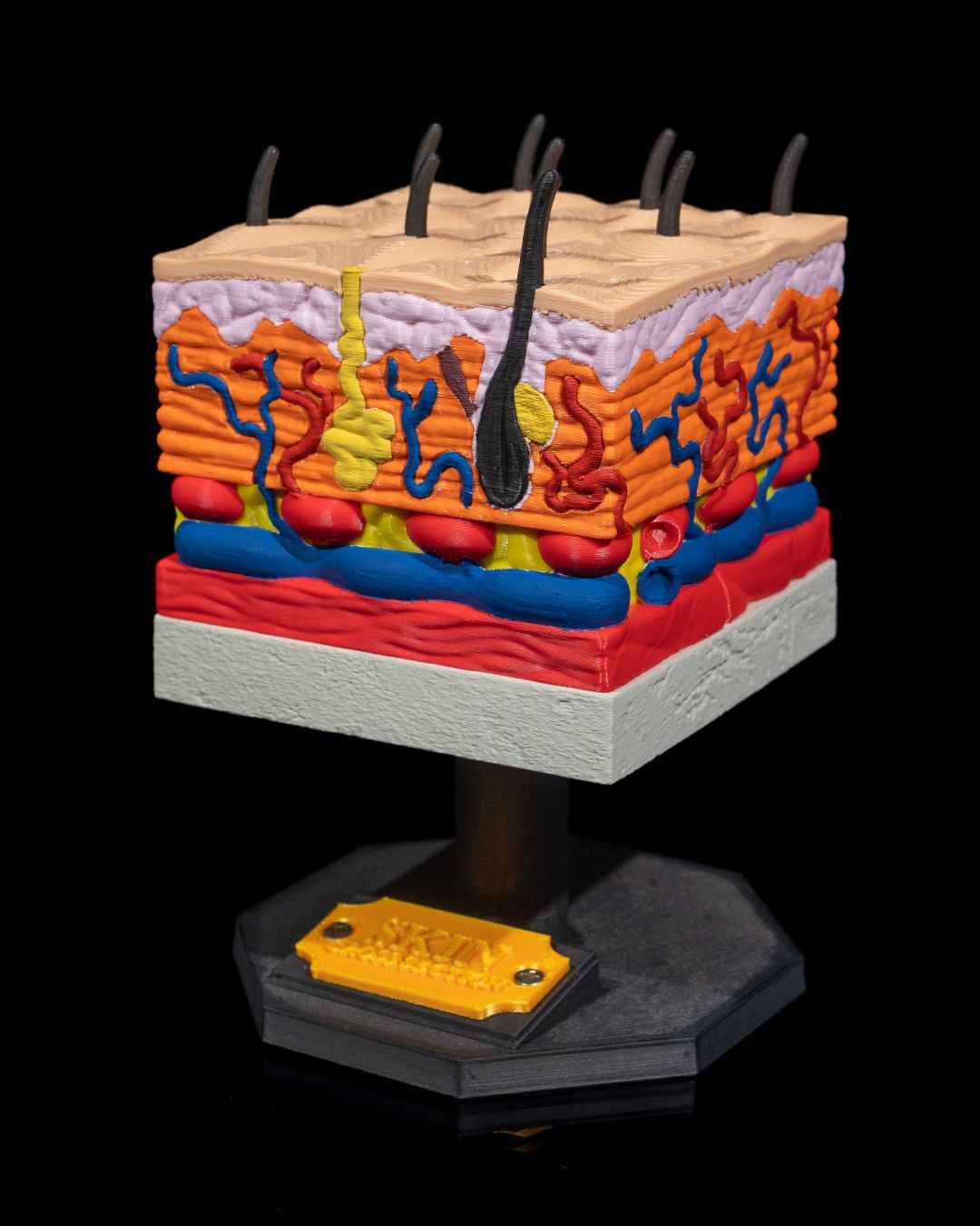 Skin Cross Section educational model - Myth & Motion by The Braysdown Workshop