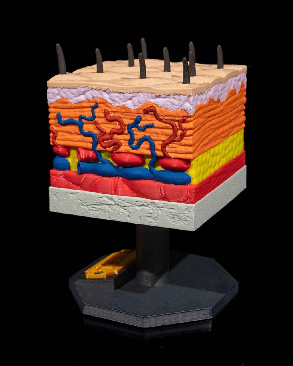 Skin Cross Section educational model - Myth & Motion by The Braysdown Workshop