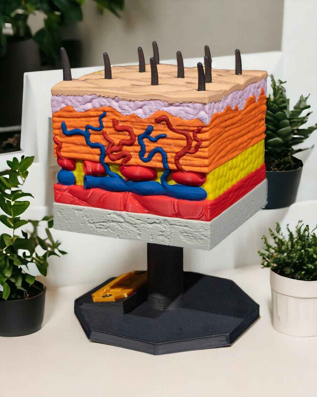 Skin Cross Section educational model - Myth & Motion by The Braysdown Workshop