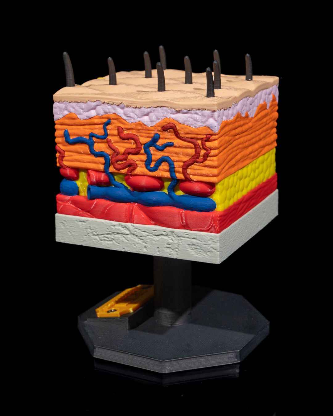 Skin Cross Section educational model - Myth & Motion by The Braysdown Workshop