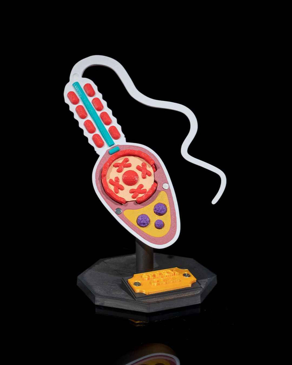 Sperm Cell educational model - Myth & Motion by The Braysdown Workshop