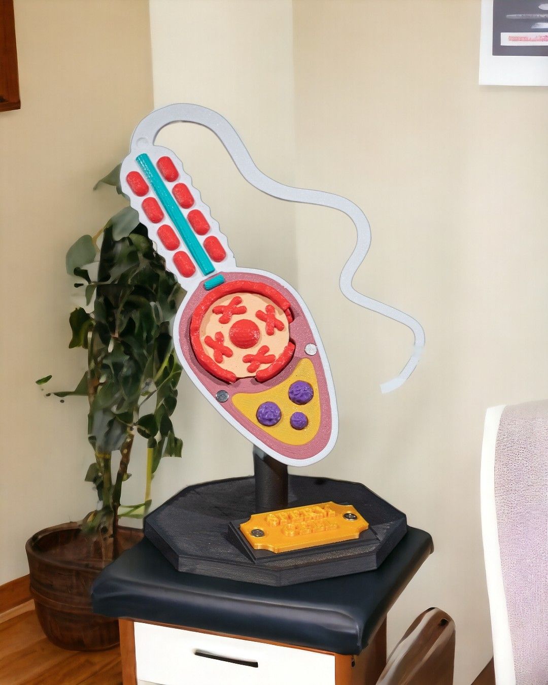 Sperm Cell educational model