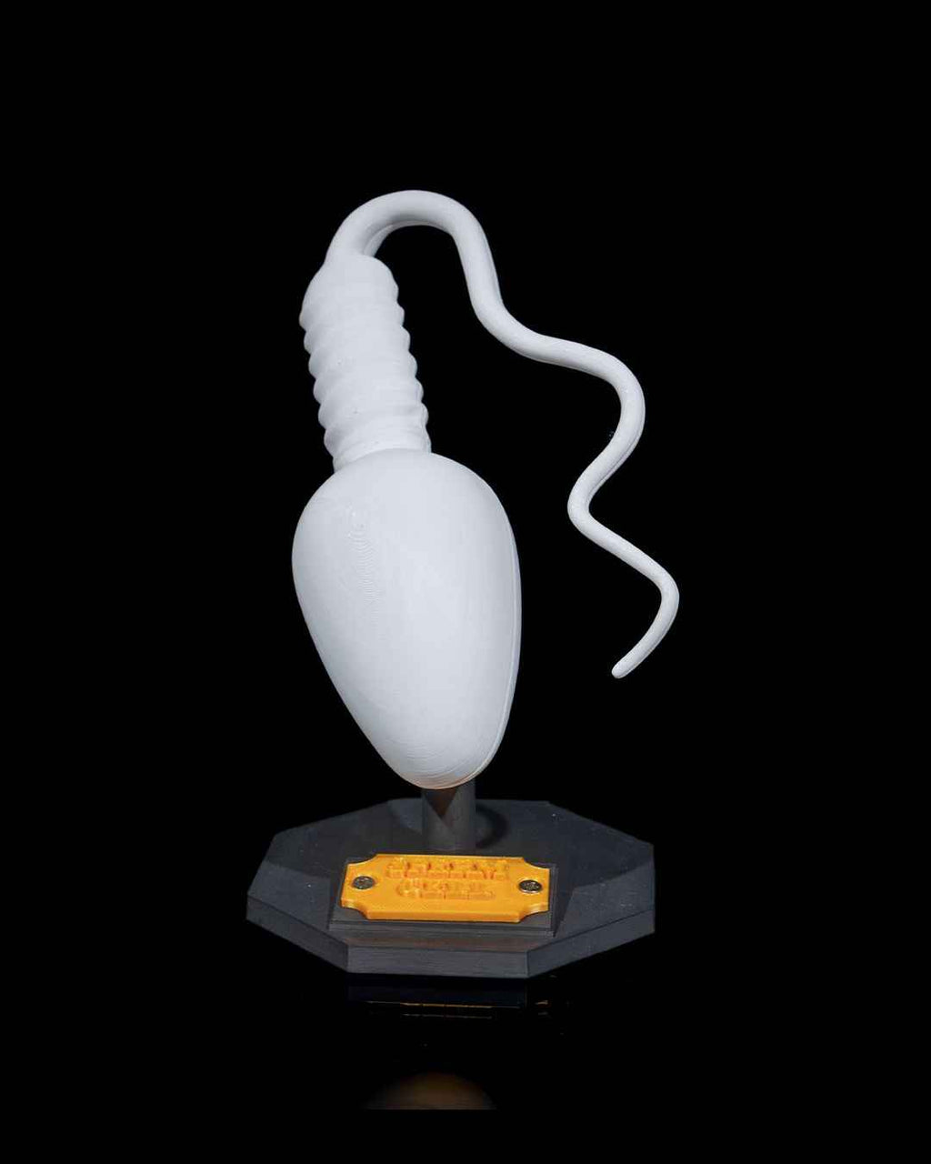 Sperm Cell educational model - Myth & Motion by The Braysdown Workshop