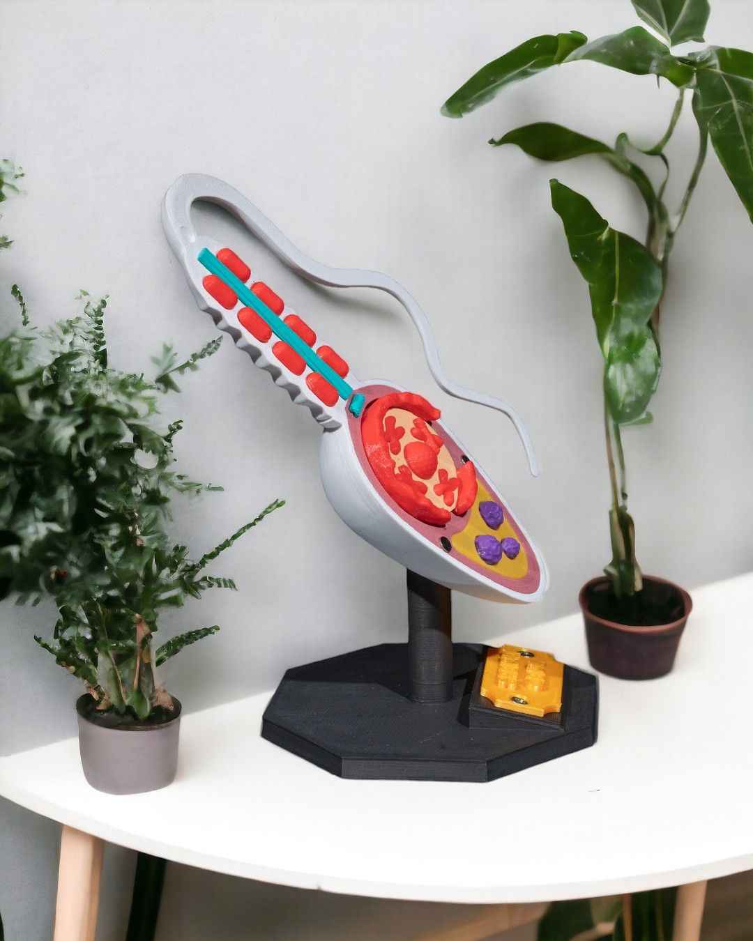 Sperm Cell educational model - Myth & Motion by The Braysdown Workshop