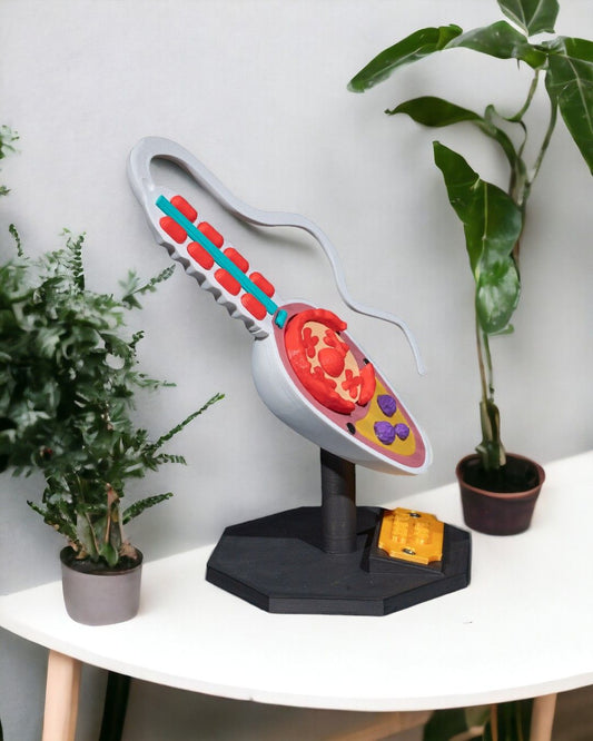 Sperm Cell educational model