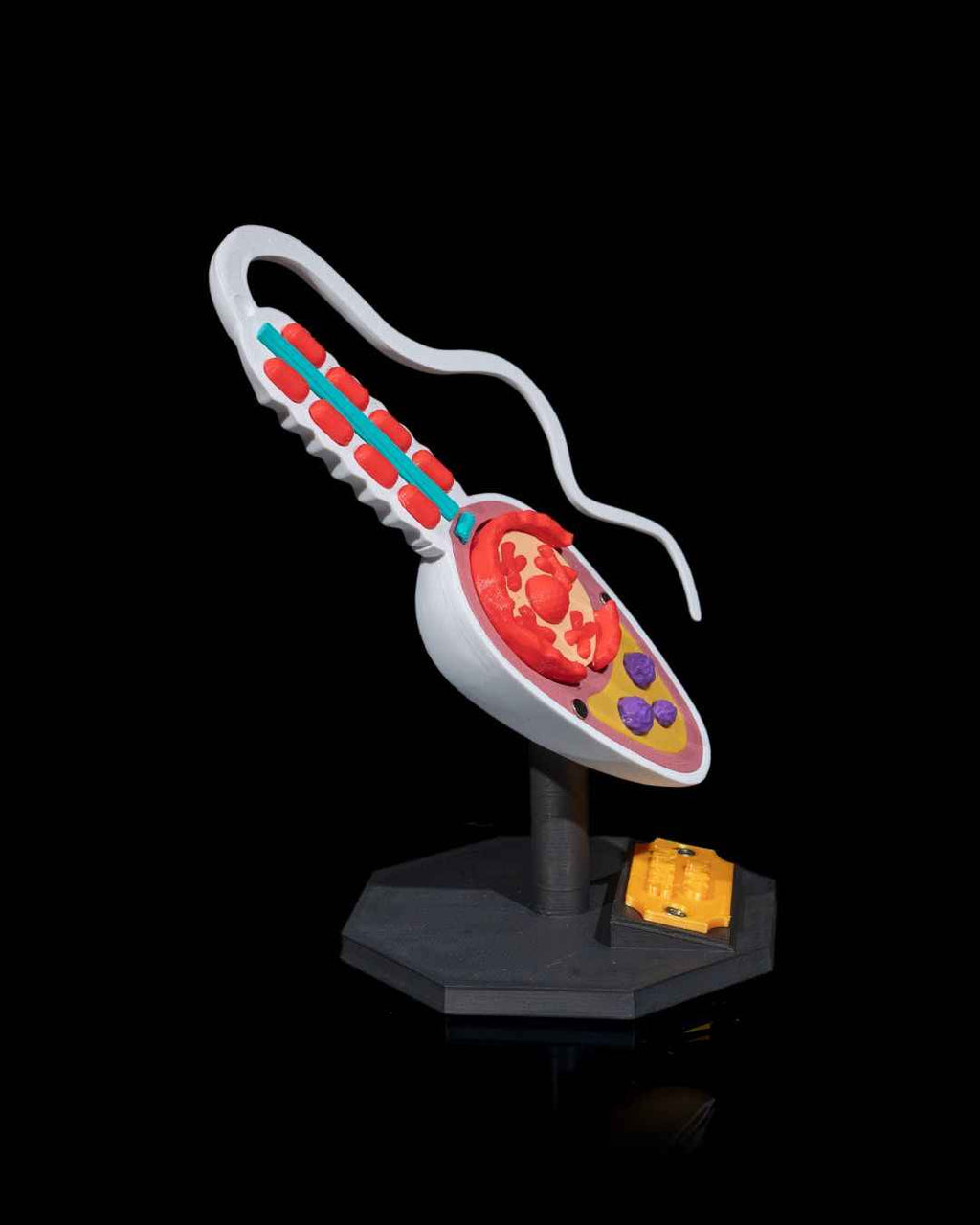 Sperm Cell educational model - Myth & Motion by The Braysdown Workshop