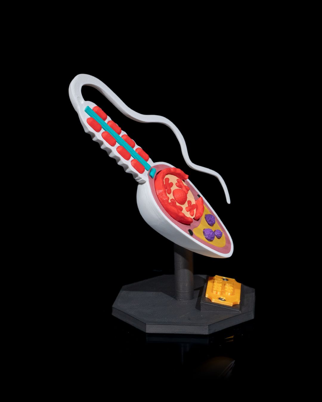 Sperm Cell educational model